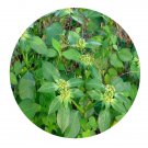 DwarfGiantFarm 200Pcs A Set Euphorbia heterophylla Seed  Prodgf