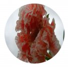 DwarfGiantFarm 200Pcs A Set Punica granatum Seed  Prodgf