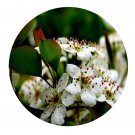 DwarfGiantFarm 200Pcs A Set Pyrus betulifolia Bge Seed Prodgf