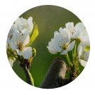 DwarfGiantFarm 200Pcs A Set Pyrus bretschneideri Seed Prodgf