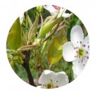 DwarfGiantFarm 200Pcs A Set pyrus pyrifolia Seed Prodgf