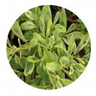 DwarfGiantFarm 200Pcs A Set Pyracantha fortuneanaHarlequin Seed Prodgf