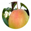DwarfGiantFarm 200Pcs A Set Pyrus ussuriensis var ovoidea Seed Prodgf
