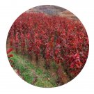 DwarfGiantFarm 200Pcs A Set Quercus rubra L Seed Prodgf