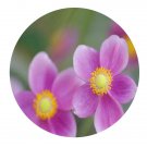 DwarfGiantFarm 200Pcs A Set Radix Anemones Japonicae Seed Prodgf