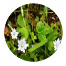 DwarfGiantFarm 200Pcs A Set Radix Anemones Rivularis Seed Prodgf