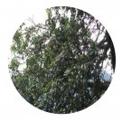 DwarfGiantFarm 200Pcs A Set Quercus phillyraeoides A. Gray Seed Prodgf
