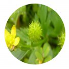 DwarfGiantFarm 200Pcs A Set Ranunculus cantoniensis Seed Prodgf