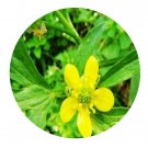 DwarfGiantFarm 200Pcs A Set Ranunculus chinensis Bunge Seed Prodgf