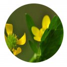 DwarfGiantFarm 200Pcs A Set Ranunculus muricatus Seed Prodgf