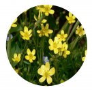 DwarfGiantFarm 200Pcs A Set Ranunculus ternatus Seed Prodgf