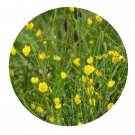 DwarfGiantFarm 200Pcs A Set Ranunculus paishanensis Seed  Prodgf