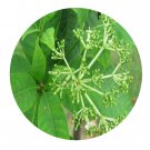 DwarfGiantFarm 200Pcs A Set Rauvolfia vomitoria Seed Prodgf