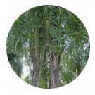 DwarfGiantFarm 200Pcs A Set Raphia vinifera Seed Prodgf