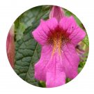 DwarfGiantFarm 200Pcs A Set Rehmannia chingii Seed Prodgf
