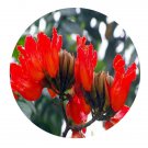 DwarfGiantFarm 200Pcs A Set Saraca dives Seed  Prodgf