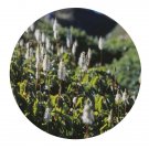 DwarfGiantFarm 200Pcs A Set Sanguisorba stipulata Seed   Prodgf