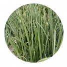 DwarfGiantFarm 200Pcs A Set Sansevieria stuckyi Seed   Prodgf