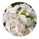 DwarfGiantFarm 200Pcs A Set Saponaria officinalis Seed   Prodgf