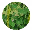 DwarfGiantFarm 200Pcs A Set Sapium sebiferum Seed    Prodgf
