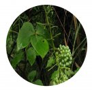 DwarfGiantFarm 200Pcs A Set Sargentodoxa cuneata Seed   Prodgf