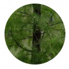 DwarfGiantFarm 200Pcs A Set Taxodium distichum Seed Prodgf
