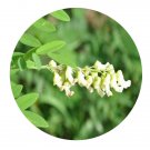 DwarfGiantFarm 200Pcs A Set Sophora flavescens Seed Prodgf