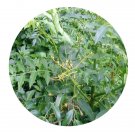 DwarfGiantFarm 200Pcs A Set Spondias pinnata Seed Prodgf