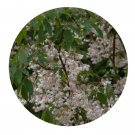 DwarfGiantFarm 200Pcs A Set Staphylea holocarpa Seed Prodgf