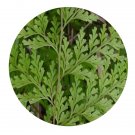 DwarfGiantFarm 200Pcs A Set Stenoloma chusanum Ching Seed Prodgf