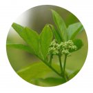 DwarfGiantFarm 200Pcs A Set Sambucus racemosa Plumosa Aurea Seed Prodgf