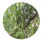 DwarfGiantFarm 200Pcs A Set Salix matsudana f.tortuosa Seed Prodgf
