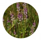 DwarfGiantFarm 200Pcs A Set Salomonia cantoniensis Seed Prodgf
