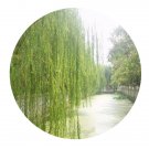 DwarfGiantFarm 200Pcs A Set Salix matsudana Seed Prodgf