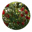 DwarfGiantFarm 200Pcs A Set Sambucus williamsii Seed Prodgf