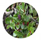 DwarfGiantFarm 200Pcs A Set Salix cupularis Rehd. Seed Prodgf