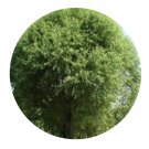 DwarfGiantFarm 200Pcs A Set Salix matsudana cv. Umbraculifera Rehd Seed Prodgf