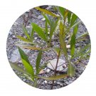 DwarfGiantFarm 200Pcs A Set Salix myrtillacea Anderss Seed  Prodgf