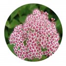 DwarfGiantFarm 200Pcs A Set S.fritschiana Schneid Seed  Prodgf
