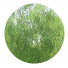 DwarfGiantFarm 200Pcs A Set Salix alba var.Tristis Seed  Prodgf