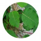 DwarfGiantFarm 200Pcs A Set Sapium rotundifolium Seed  Prodgf