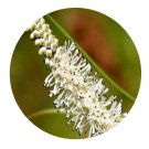DwarfGiantFarm 200Pcs A Set Sanguisorba parviflora Seed  Prodgf