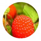 DwarfGiantFarm 200Pcs A Set Rubus hirsutus Thunb Seed   Prodgf