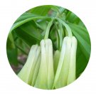 DwarfGiantFarm 200Pcs A Set Disporum sessile D. Don Seed Prodgf