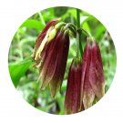 DwarfGiantFarm 200Pcs A Set Disporum cantoniense Seed Prodgf