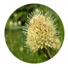 DwarfGiantFarm 200Pcs A Set Dipsacus asperoides C. Y. Cheng Seed Prodgf