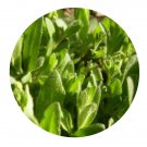 DwarfGiantFarm 200Pcs A Set Draba nemorosa L. Seed  Prodgf