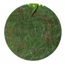 DwarfGiantFarm 20Pcs A Set Dischidia chinensis Champ Seed  Prodgf