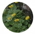 DwarfGiantFarm 200Pcs A Set Doronicum gansuense Y. L. Chen Seed Prodgf