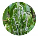 DwarfGiantFarm 200Pcs A Set Dischidia pectinoides Seed Prodgf